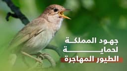 السعودية تطلق خطة وطنية شاملة لحماية الطيور المهاجرة